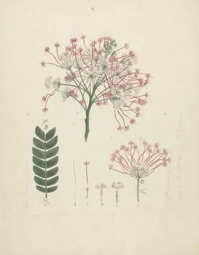 Albizia Gummifera J F Gmel C A Sm Gummy Albizia Tree