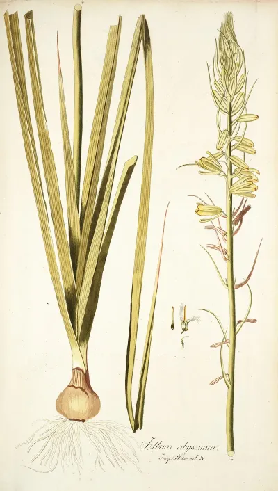 Albuca Abyssinica