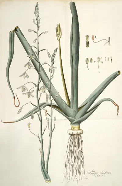 Albuca Altissima
