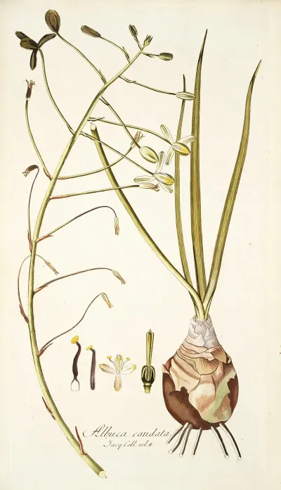 Albuca Caudata