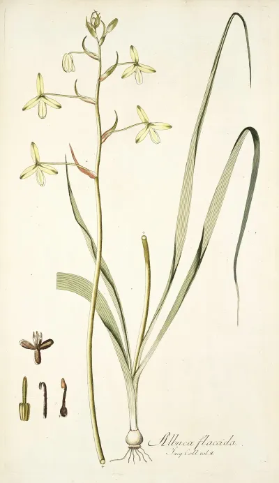 Albuca Flaccida