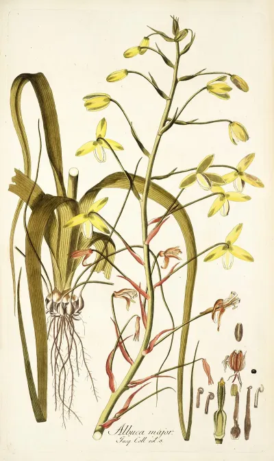 Albuca Major
