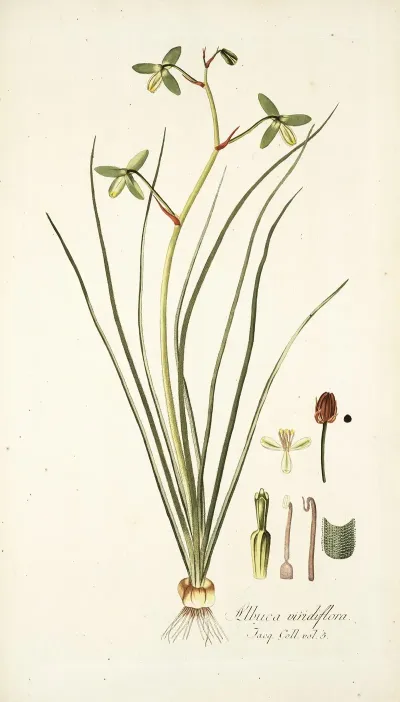 Albuca Viridiflora