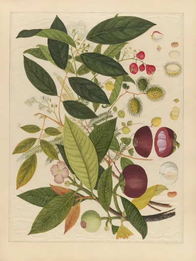 Album Of Chinese Watercolors Of Asian Fruits Pl 02
