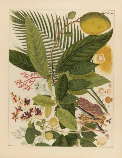 Album Of Chinese Watercolors Of Asian Fruits Pl 04