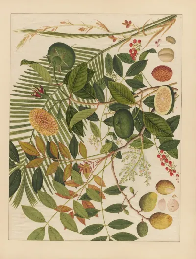Album Of Chinese Watercolors Of Asian Fruits Pl 10