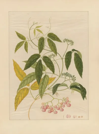 Album Of Chinese Watercolors Of Asian Fruits Pl 13