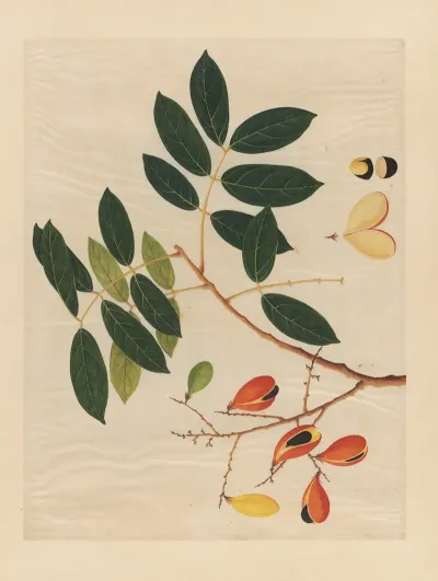 Album Of Chinese Watercolors Of Asian Fruits Pl 14