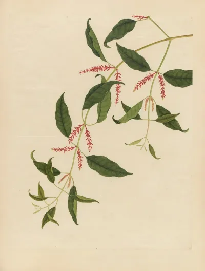 Album Of Chinese Watercolors Of Asian Fruits Pl 21