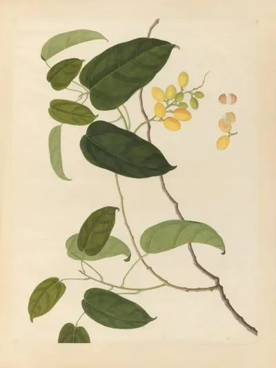 Album Of Chinese Watercolors Of Asian Fruits Pl 22