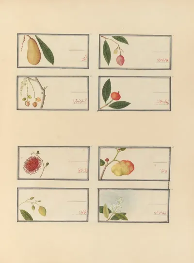 Album Of Chinese Watercolors Of Asian Fruits Pl 25