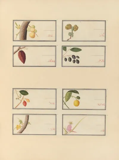 Album Of Chinese Watercolors Of Asian Fruits Pl 26