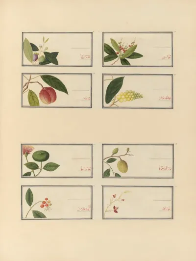 Album Of Chinese Watercolors Of Asian Fruits Pl 27