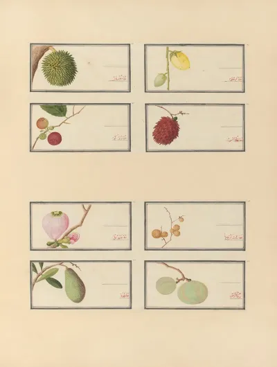Album Of Chinese Watercolors Of Asian Fruits Pl 28