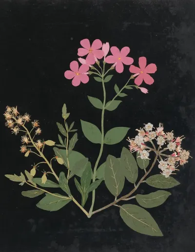 Album Of Cut Paper Flowers Pl 07