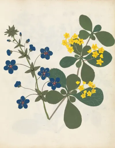 Album Of Cut Paper Flowers Pl 12