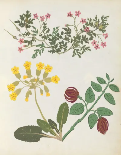 Album Of Cut Paper Flowers Pl 13