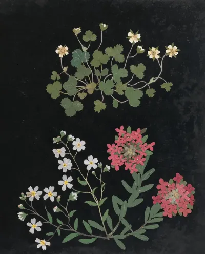Album Of Cut Paper Flowers Pl 15