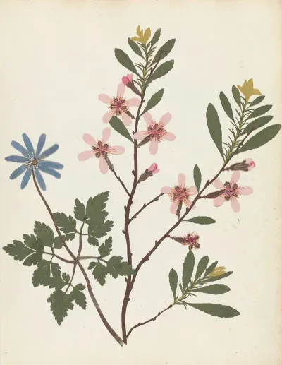 Album Of Cut Paper Flowers Pl 20