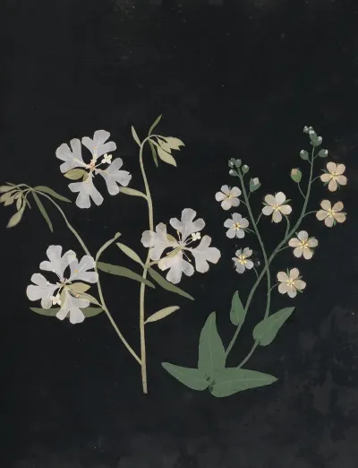 Album Of Cut Paper Flowers Pl 21