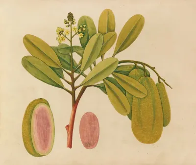 Album Of Watercolors Of Asian Fruits And Flowers Pl 01
