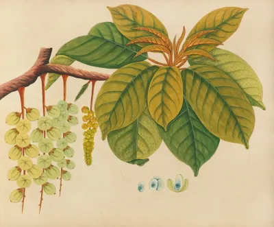 Album Of Watercolors Of Asian Fruits And Flowers Pl 03