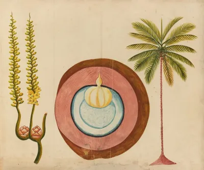 Album Of Watercolors Of Asian Fruits And Flowers Pl 04