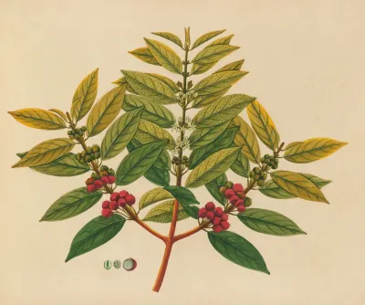 Album Of Watercolors Of Asian Fruits And Flowers Pl 07