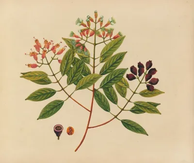 Album Of Watercolors Of Asian Fruits And Flowers Pl 08