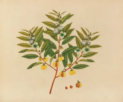Album Of Watercolors Of Asian Fruits And Flowers Pl 09