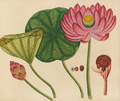 Album Of Watercolors Of Asian Fruits And Flowers Pl 12