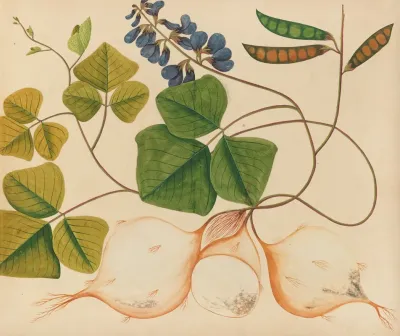 Album Of Watercolors Of Asian Fruits And Flowers Pl 13