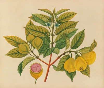 Album Of Watercolors Of Asian Fruits And Flowers Pl 14