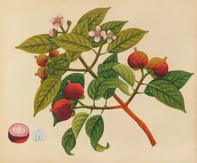 Album Of Watercolors Of Asian Fruits And Flowers Pl 17