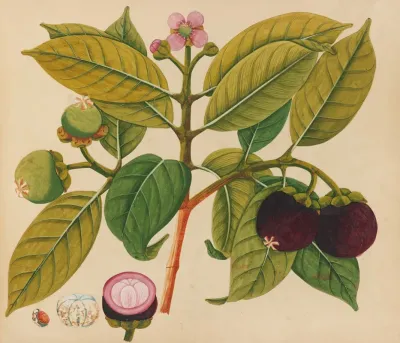Album Of Watercolors Of Asian Fruits And Flowers Pl 18