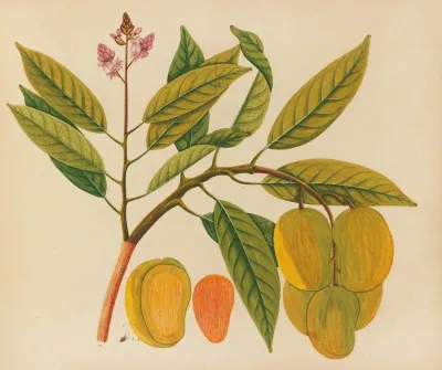 Album Of Watercolors Of Asian Fruits And Flowers Pl 21