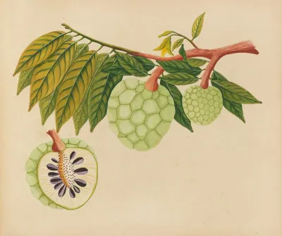 Album Of Watercolors Of Asian Fruits And Flowers Pl 22