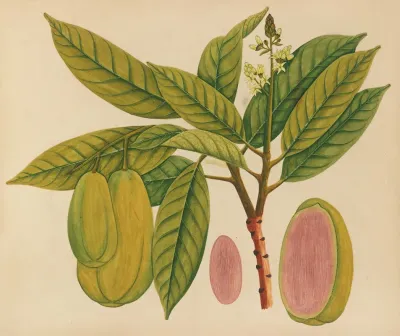 Album Of Watercolors Of Asian Fruits And Flowers Pl 27