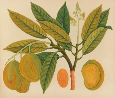 Album Of Watercolors Of Asian Fruits And Flowers Pl 28