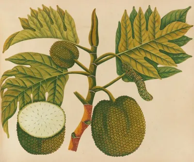 Album Of Watercolors Of Asian Fruits And Flowers Pl 30