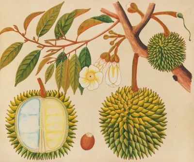 Album Of Watercolors Of Asian Fruits And Flowers Pl 31
