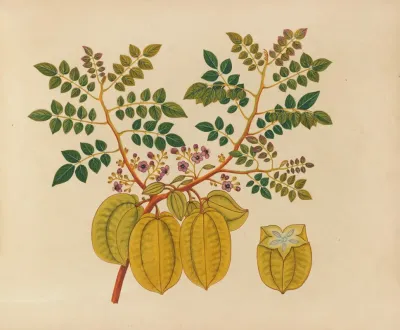 Album Of Watercolors Of Asian Fruits And Flowers Pl 32