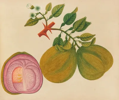 Album Of Watercolors Of Asian Fruits And Flowers Pl 33