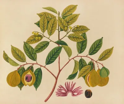 Album Of Watercolors Of Asian Fruits And Flowers Pl 35