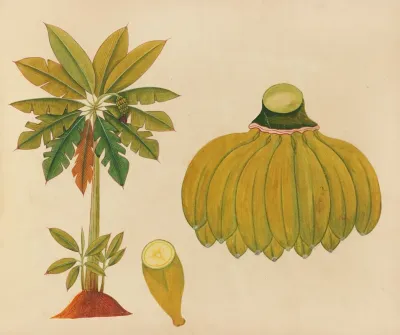 Album Of Watercolors Of Asian Fruits And Flowers Pl 36