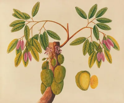 Album Of Watercolors Of Asian Fruits And Flowers Pl 38