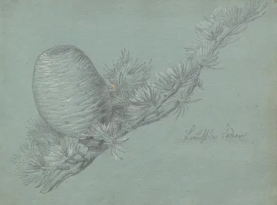 Album With Views Of Rome And Surroundings Landscape Studies Page 49a Study Of A Evergreen Branch With Pinecone