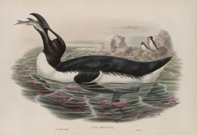 Alca Impennis Great Auk