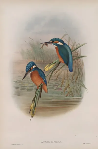 Alcedo Ispida Kingfisher