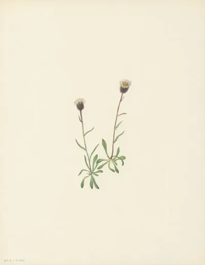 Aleutian Fleabane Erigeron Unalaschensis 3